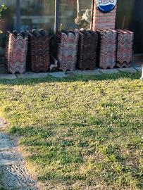 TEGOLE COPPO DI FRANCIA WIERER. 