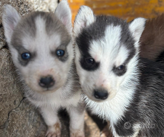 Husky siberian