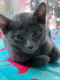 Gattini blu di russia