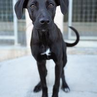 Meticcio Piccolo Femmina