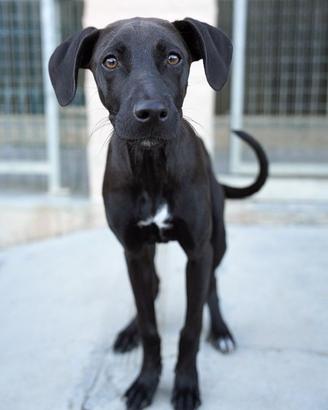 Meticcio Piccolo Femmina