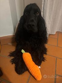 Cocker Spaniel Maschio disponibile per monta