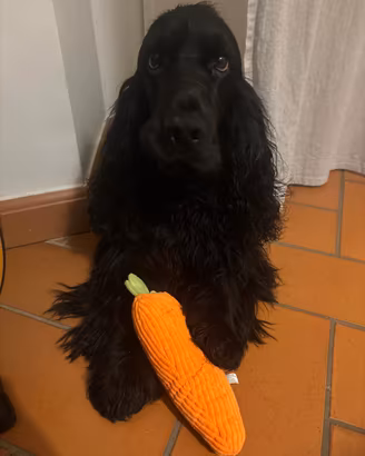 Cocker Spaniel Maschio disponibile per monta