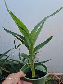 canna indica