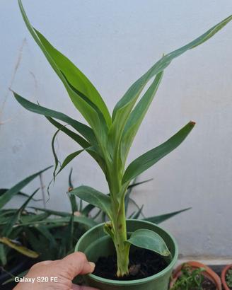 canna indica