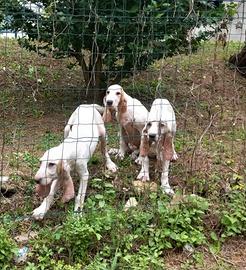 Cani da caccia Cuccioli porcelaine