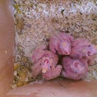 Pulli di calopsite da imbecco