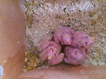 Pulli di calopsite da imbecco