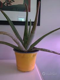 piantina di aloe vera 