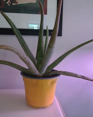 piantina di aloe vera 
