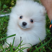 Cuccioli pomeranian