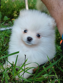 Cuccioli pomeranian