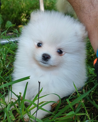 Cuccioli pomeranian