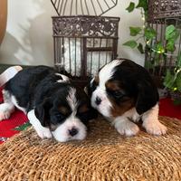 Cuccioli Cavalier King