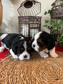 Cuccioli Cavalier King