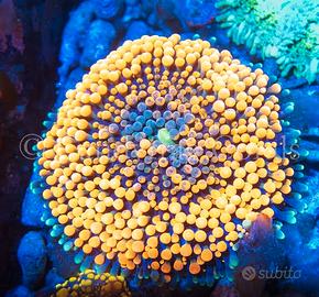 Ricordea Yuma Orange