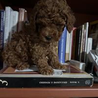 Barboncino Toy e mini Toy