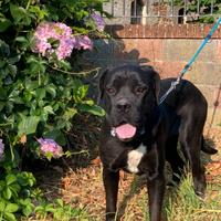 Femmina di cane corso