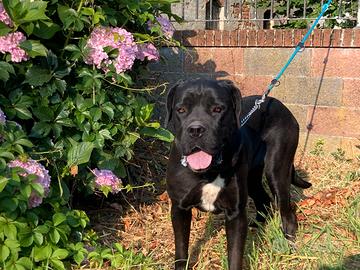 Femmina di cane corso