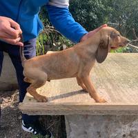 Segugi Italiani da lepre