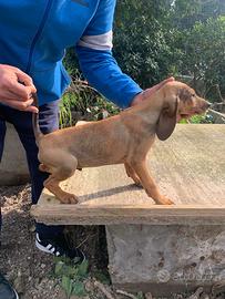 Segugi Italiani da lepre