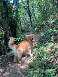 Cercasi femmina per montan golede retriever