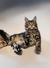 Maine coon PRINCIPESSA