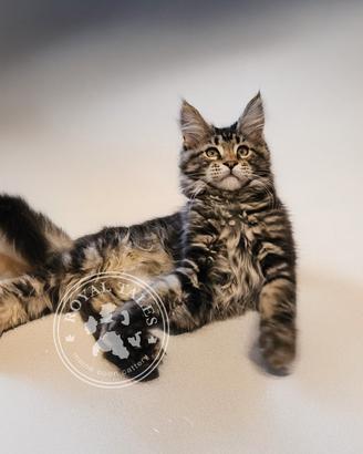 Maine coon PRINCIPESSA