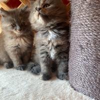 Cucciole femmine siberiane