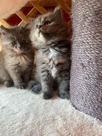 Cucciole femmine siberiane