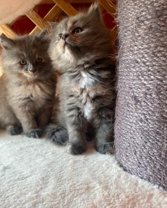 Cucciole femmine siberiane