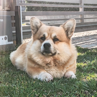 Disponibile per accoppiamento