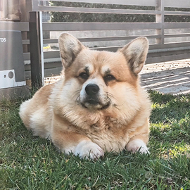 Disponibile per accoppiamento