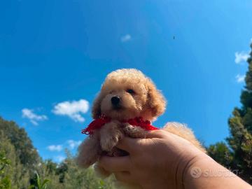 Barboncini toy