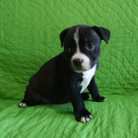 Staffordshire Bull Terrier cuccioli Staffy