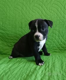 Staffordshire Bull Terrier cuccioli Staffy