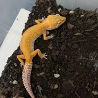 Geco leopardino femmina