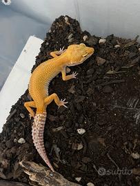 Geco leopardino femmina