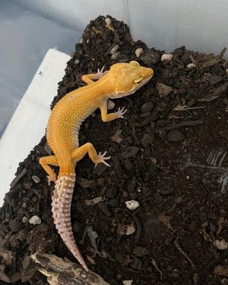 Geco leopardino femmina