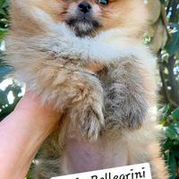 Spitz Pomerania Pedigree Enci