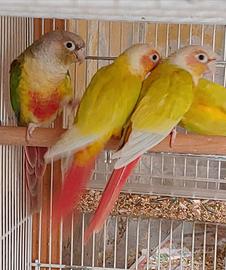 Pyrrhura molinae Femmine diluite