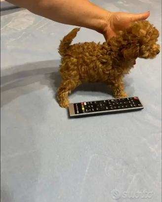 Barboncino mini toy