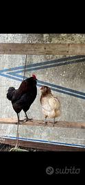 Galline araucane