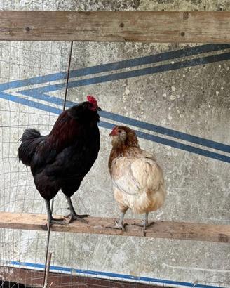 Galline araucane