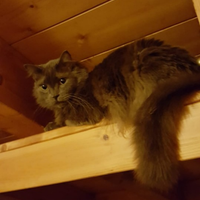 Cat sitter presso il mio domicilio