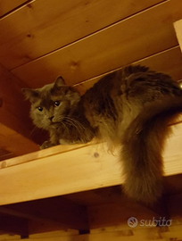 Cat sitter presso il mio domicilio