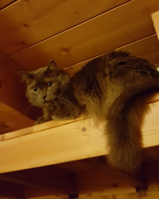 Cat sitter presso il mio domicilio