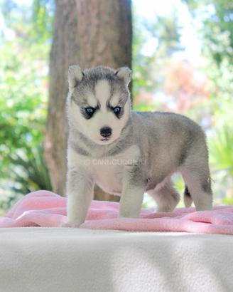 Cucciola di Siberian Husky