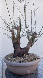 Cornus corniolo prebonsai 01/24