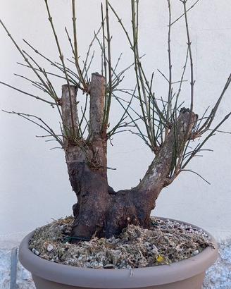 Cornus corniolo prebonsai 01/24